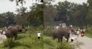 Intentó tomarse una selfie con un elefante y casi murió aplastado, todo quedó grabado