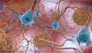 Harvard reveló que la falta de este compuesto podría estar vinculada al alzheimer