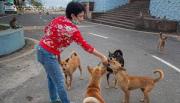 Ante revuelo de la opinión pública, el Tribunal Supremo Indio revisa la orden de encerrar a los perros de Nueva Delhi