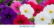 Las tres flores de maceta perfectas para sembrar en agosto y adornar balcones