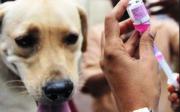 Detectan dos nuevos casos de rabia canina en Sucre y desde enero a la fecha suman 33 los canes contagiados
