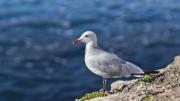 ¡Desde Malibú hasta Redondo Beach! Gaviotas aparecen muertas en la via por misteriosa enfermedad en California