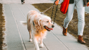 Esta ciudad de EEUU tiene más mascotas que la población de 10 capitales de América Latina: los perros son los amos y señores