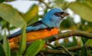 Se pueden ver más de 350 especies de aves: el parque nacional que es una joya de la naturaleza argentina