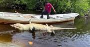 México: Interponen denuncia por muerte del cocodrilo Lucho, en Oaxaca