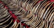 Rusia intercepta contrabando de casi una tonelada de colmillos de mamut a China
