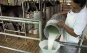 Productores de leche denuncian distorsiones en el precio: bajó en el campo, pero sigue alta en las ciudades