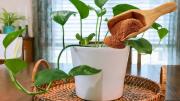 Por qué hay que poner canela en las plantas de interior y para qué sirve
