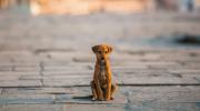 San Roque y la crisis de los perros callejeros en Bolivia