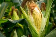 Avanzar hacia una agricultura más eficiente y sostenible