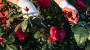 Cuál es la mejor época para podar las rosas del jardín y qué beneficios se logran
