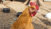 Un divorcio detenido por un pollo: la insólita situación que vivió esta pareja y se volvió viral