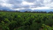 Loteamientos de tierras amenaza la viticultura