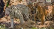 VIDEO IMPACTANTE: Tigresa de Bengala murió tras el feroz ataque de su hijo en un Zoológico de Cali, los visitantes presenciaron todo