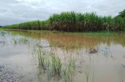 Fesoca: Productividad de 5 mil hectáreas de caña de azúcar están afectadas por lluvias – Correo del Caroní