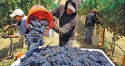 El INV autorizó nuevas prácticas enológicas y flexibilizó controles en la industria del vino