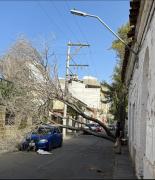 Vientos ocasionan la caída de árboles y genera daños en la ciudad