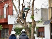 Arbolado porteño y poda: cuántas se hacen por pedido de los vecinos y cuáles son los meses habilitados