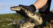 Estados Unidos: Florida combate una invasión de pitones birmanas con conejos robots