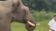 Un elefante persiguió y aplastó a un turista tras acercarse para intentar tomarse selfie