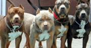 Famoso médico cuyano salió a correr por el dique, ¡y casi se lo come una jauría de pitbull!