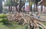 15 arboles cayeron por los fuertes vientos en Tarija
