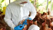 Senasa suspendió las exportaciones avícolas tras confirmar un caso de influenza aviar