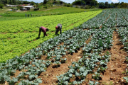 Datos: Producción agrícola venezolana en crecimiento