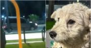 Denunciaron que una mujer abandonó un perro en el Parque de Mayo: el impactante video