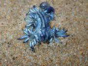 La aparición de dragones azules obligó a cerrar las playas del sur de España: los asesinos más hermosos del océano