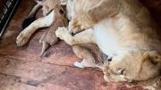 VIRAL: Las primeras imágenes de los tres leones que nacieron en el Zoológico de Mérida