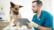 ¿Mascota enferma? En Caracas hay servicios veterinarios para todos los bolsillos