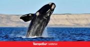 Récord histórico: Censo revela la presencia de más de 2100 ballenas francas australes frente a la costa de Chubut