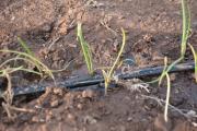 FDI entrega sistema de riego tecnificado en Pueblo Nuevo para fortalecer producción agrícola