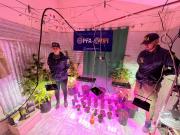Desbarataron centro de cultivo y venta de marihuana y cocaína en plena ciudad de La Banda