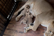 (VIDEO) Nacen tres cachorros de león en el Zoológico Chorros de Milla en Mérida