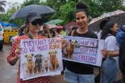 Tribunal Supremo de la India da un paso atrás y no encerrará a los perros callejeros de Nueva Delhi
