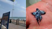 Cerraron playas en España por la aparición del peligroso dragón azul marino