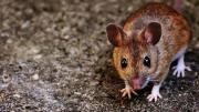 Investigan caso de Hantavirus en un adolescente de Bariloche