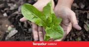 Huerta y jardinería: una posible salida laboral en Río Gallegos