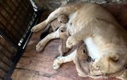 Tres leones nacieron en Zoológico Chorros de Milla de Mérida – Correo del Caroní