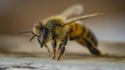 Un superalimento para que no desaparezcan las abejas