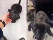 No pudo embarcar con su perro y lo abandonó en el aeropuerto: trabajadores de la terminal aérea lo adoptaron
