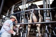 Industria lechera: anuncian para 2025 una producción récord