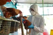 Influenza aviar: el Senasa confirmó un caso en Los Toldos