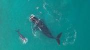 A Puerto Madryn van pocos turistas, pero siguen llegando ballenas: ya contaron más de 2.100