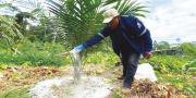 Afloran con éxito cultivos de palma aceitera en el Beni, materia prima para biodiésel