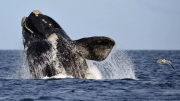Récord histórico: más de 2.100 ballenas en Península Valdés en la temporada