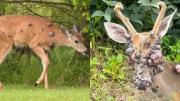 ¿Animales mutantes? Fotos de ciervos con protuberancias negras en su cuerpo encienden las alarmas en la población de EEUU