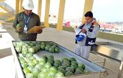 Senasag descarta existencia de paltas contaminadas